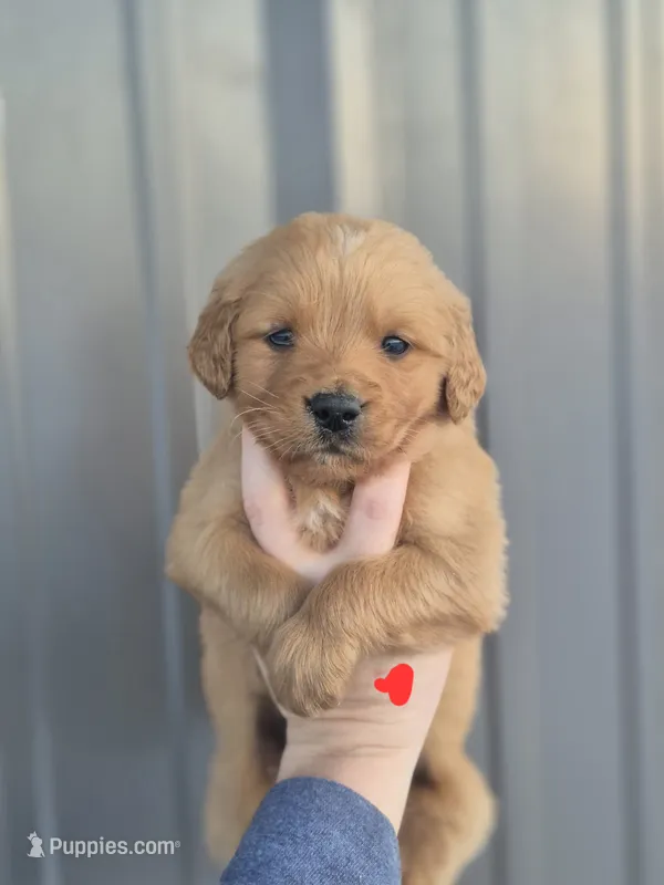 Red male – Golden Retriever puppy on hold in Wasola, MO