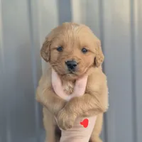 Red male, a male Golden Retriever for sale in Wasola, MO – Photo 1 of 7