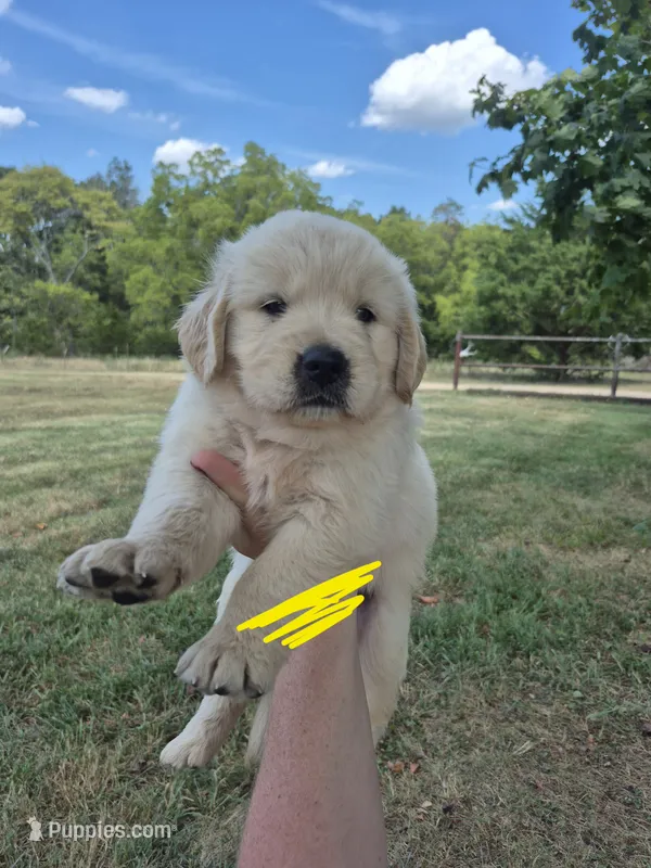 Yellow  – Golden Retriever puppy for sale in Wasola, MO