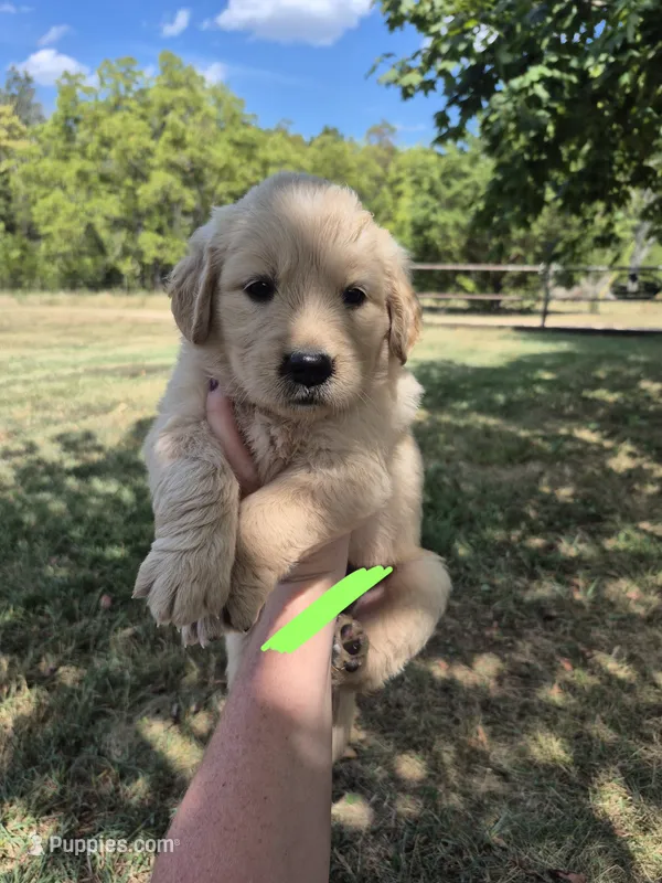 Lime – Golden Retriever puppy for sale in Wasola, MO