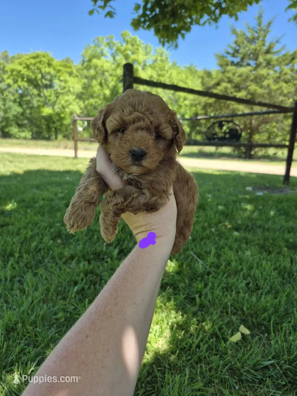 Purple mini female – Poodle - Miniature  puppy for sale in Wasola, MO
