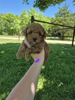 Purple mini female, a female Poodle - Miniature  for sale in Wasola, MO – 1 of 5