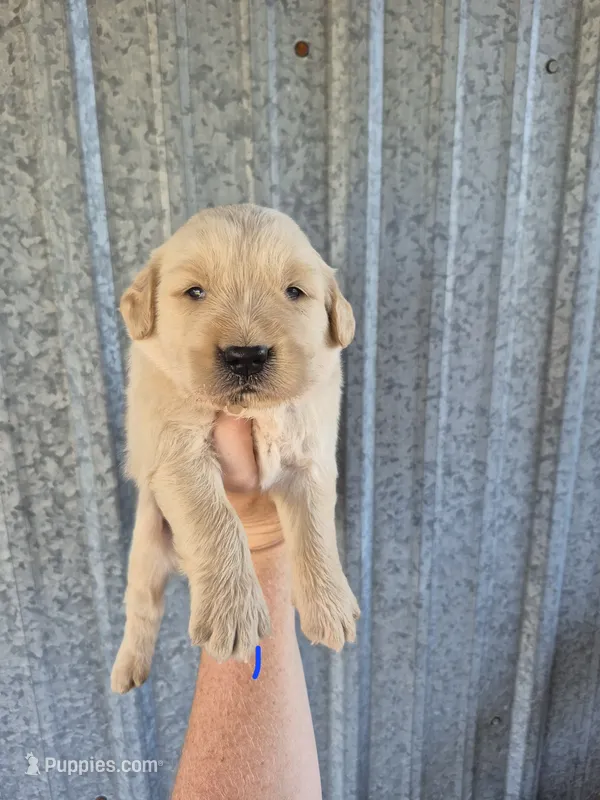 Dark blue  – Golden Retriever puppy for sale in Wasola, MO