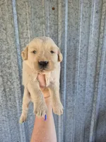 Dark blue , a male Golden Retriever for sale in Wasola, MO – 1 of 2