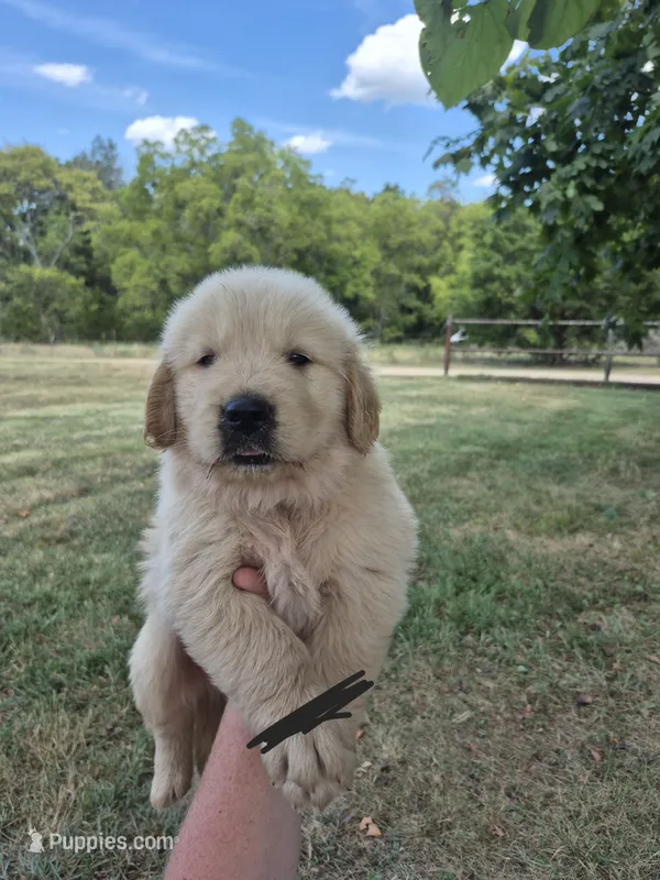 Black  – Golden Retriever puppy for sale in Wasola, MO