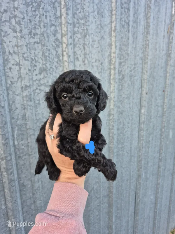 Toy male blue – Poodle - Toy  puppy for sale in Wasola, MO