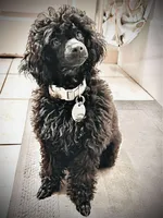 Green toy male, a male Poodle - Toy  for sale in Wasola, MO – 5 of 8