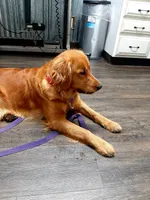 Golden retriever waitlist , a  Golden Retriever for sale in Wasola, MO – 5 of 5