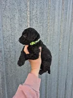 Green toy male, a male Poodle - Toy  for sale in Wasola, MO – 2 of 3