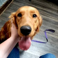 Black male, a male Golden Retriever for sale in Wasola, MO – Photo 4 of 7