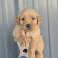 Black male, a male Golden Retriever for sale in Wasola, MO – Photo 2 of 7