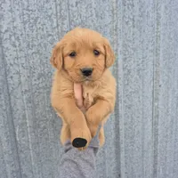 Black male, a male Golden Retriever for sale in Wasola, MO – Photo 5 of 7