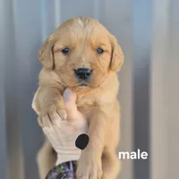 Black male, a male Golden Retriever for sale in Wasola, MO – Photo 3 of 7