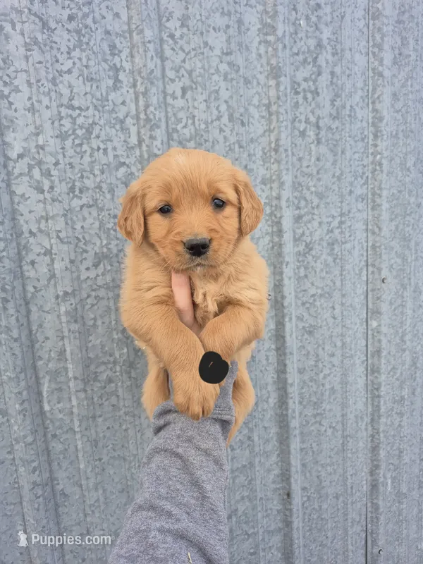 Black male – Golden Retriever puppy on hold in Wasola, MO