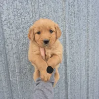 Black male, a male Golden Retriever for sale in Wasola, MO – Photo 1 of 7