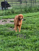 Golden retriever waitlist , a  Golden Retriever for sale in Wasola, MO – 4 of 5