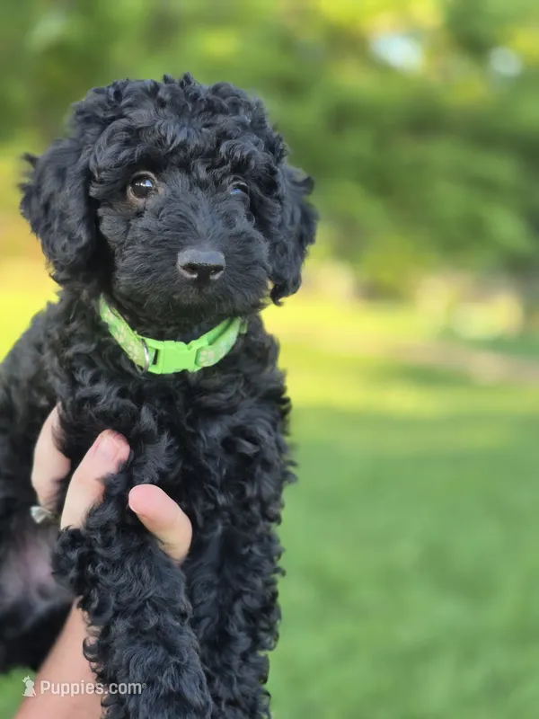 Green toy male – Poodle - Toy  puppy for sale in Wasola, MO