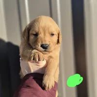 Lime female, a female Golden Retriever for sale in Wasola, MO – Photo 3 of 8