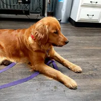 Lime female, a female Golden Retriever for sale in Wasola, MO – Photo 6 of 8