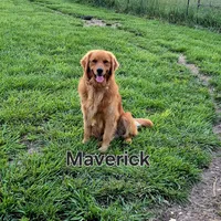 Lime female, a female Golden Retriever for sale in Wasola, MO – Photo 7 of 8