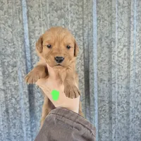 Lime female, a female Golden Retriever for sale in Wasola, MO – Photo 4 of 8