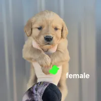 Lime female, a female Golden Retriever for sale in Wasola, MO – Photo 2 of 8