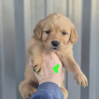 Lime female, a female Golden Retriever for sale in Wasola, MO – Photo 8 of 8