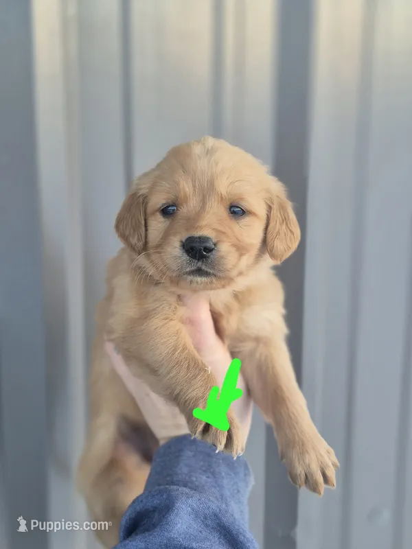 Lime female – Golden Retriever puppy on hold in Wasola, MO