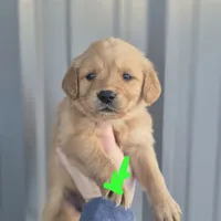 Lime female, a female Golden Retriever for sale in Wasola, MO – Photo 1 of 8