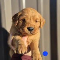 Dark blue Male, a male Golden Retriever for sale in Wasola, MO – Photo 7 of 7