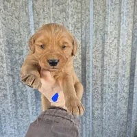 Dark blue Male, a male Golden Retriever for sale in Wasola, MO – Photo 2 of 7