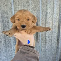 Dark blue Male, a male Golden Retriever for sale in Wasola, MO – Photo 3 of 7