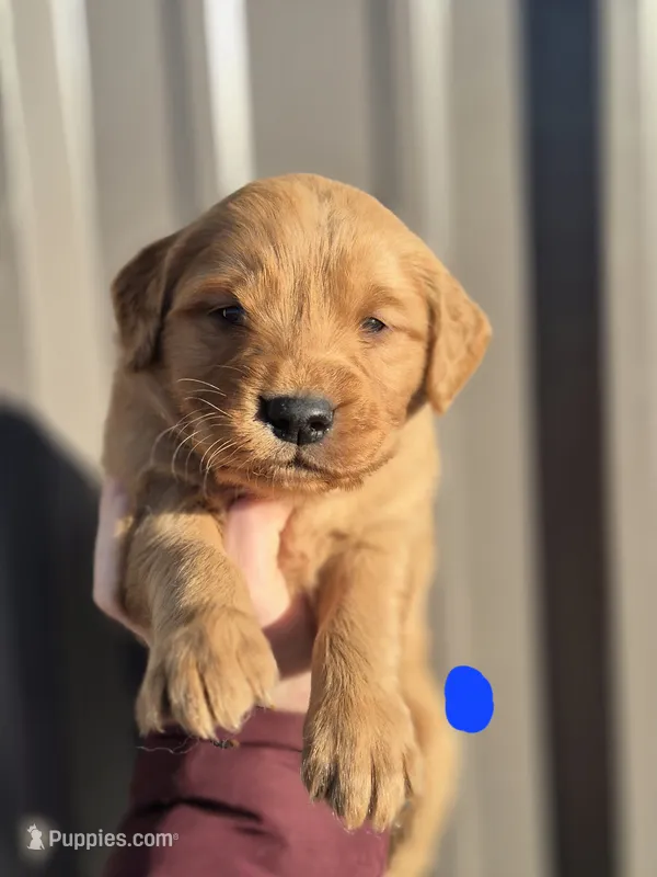 Dark blue Male – Golden Retriever puppy on hold in Wasola, MO