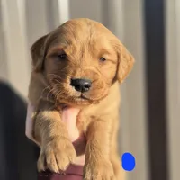 Dark blue Male, a male Golden Retriever for sale in Wasola, MO – Photo 1 of 7