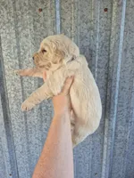 Purple female , a female Golden Retriever for sale in Wasola, MO – 2 of 2