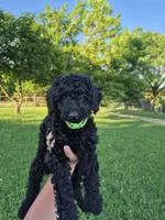 Green toy male, a male Poodle - Toy  for sale in Wasola, MO – 2 of 8