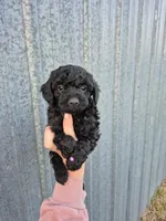 Toy female , a female Poodle - Toy  for sale in Wasola, MO – 4 of 6