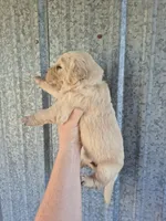 Lime, a female Golden Retriever for sale in Wasola, MO – 2 of 2