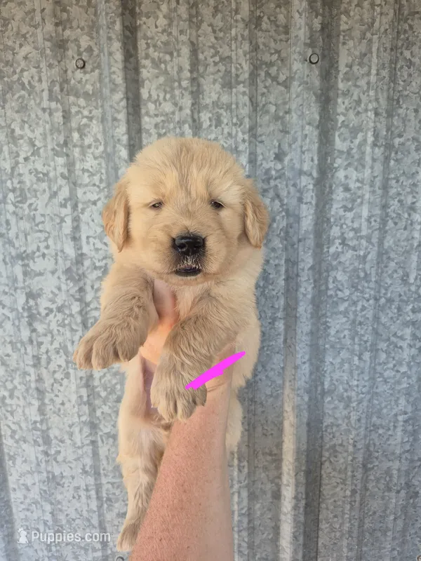 Hot pink – Golden Retriever puppy for sale in Wasola, MO