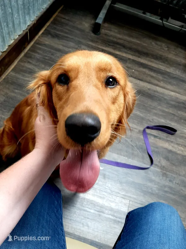 Golden retriever waitlist , a  Golden Retriever for sale in Wasola, MO – 1 of 5