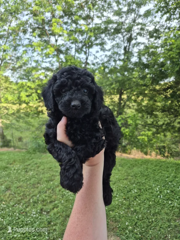 Toy female  – Poodle - Toy  puppy for sale in Wasola, MO