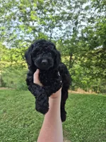 Toy female , a female Poodle - Toy  for sale in Wasola, MO – 1 of 6