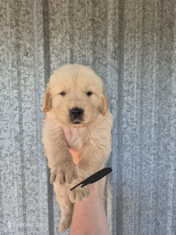 Black  – Golden Retriever puppy for sale in Wasola, MO