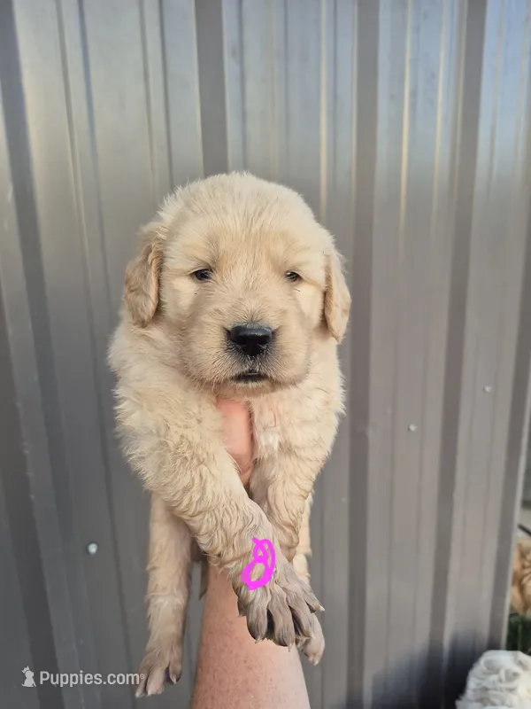 Hot pink – Golden Retriever puppy for sale in Wasola, MO