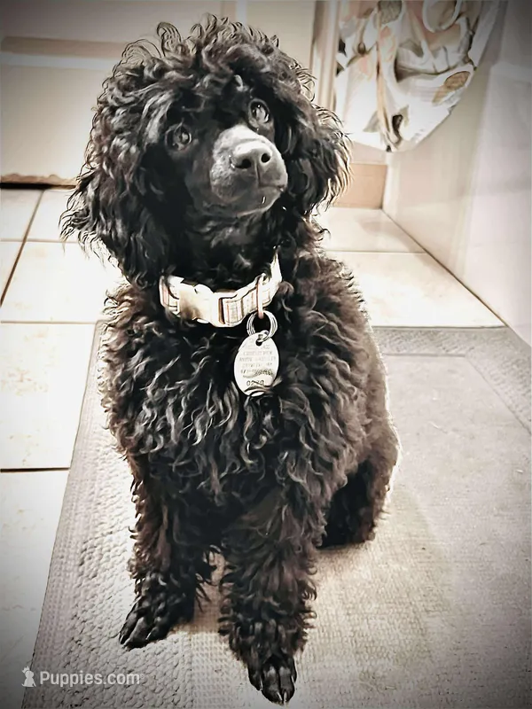 Toy female , a female Poodle - Toy  for sale in Wasola, MO – Photo 1 of 4