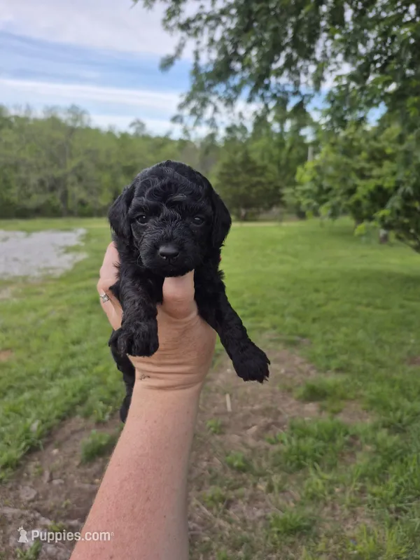 Toy female  – Poodle - Toy  puppy for sale in Wasola, MO