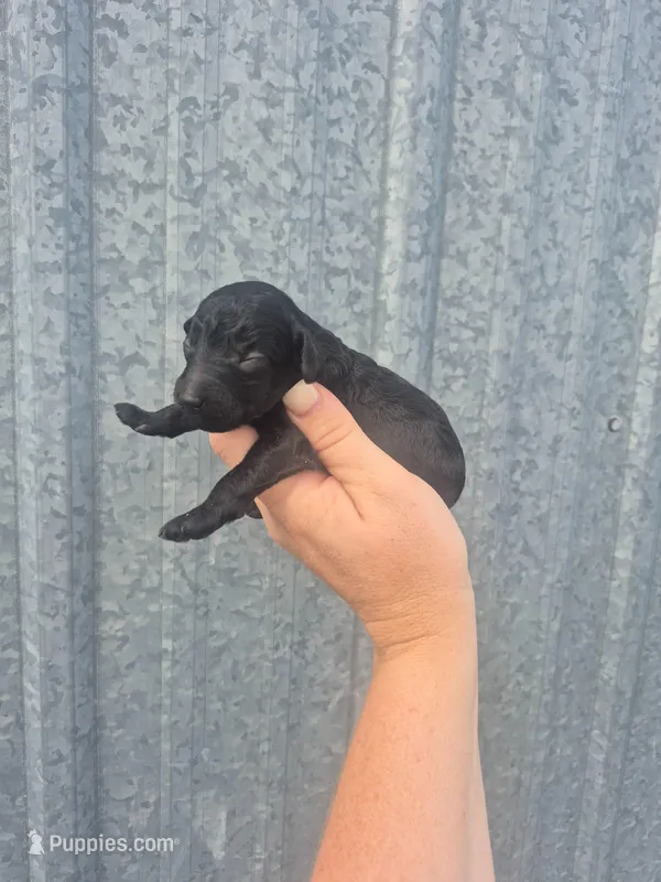 Toy female  – Poodle - Toy  puppy for sale in Wasola, MO