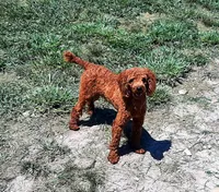 Toy female , a female Poodle - Toy  for sale in Wasola, MO – Photo 3 of 4