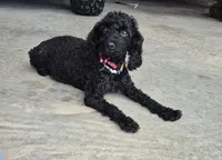 Toy female , a female Poodle - Toy  for sale in Wasola, MO – Photo 2 of 4