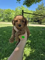 Mini male green, a male Poodle - Miniature  for sale in Wasola, MO – 1 of 3